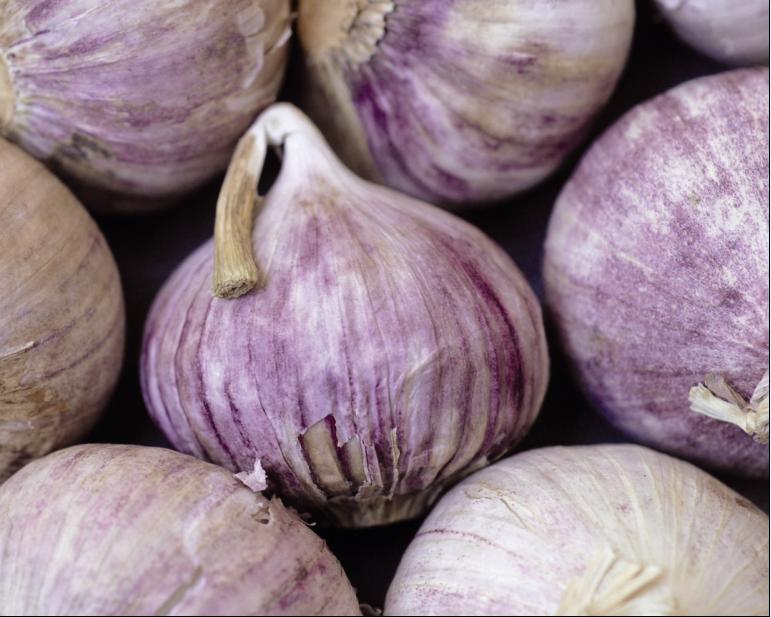 roter Knoblauch Senf 100 ml feurig leicht scharf