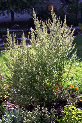 Estragon Senf - Monschau 100 ml im Tontopf mit Naturkorken