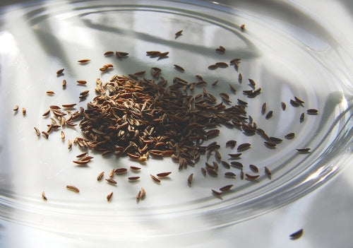 Kümmel Senf 100ml fein mild herb