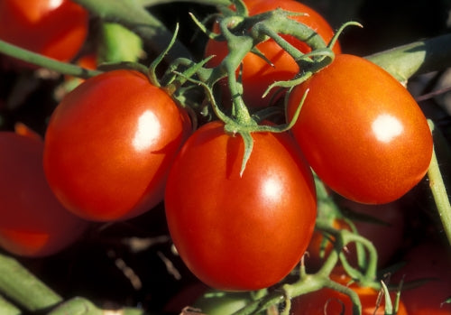 Tomaten - Oliven Senf 270ml Thüringen steingemahlen rustikaler Tontopf