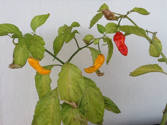 HOT - scharfer Jolokia Chili Senf 100 ml