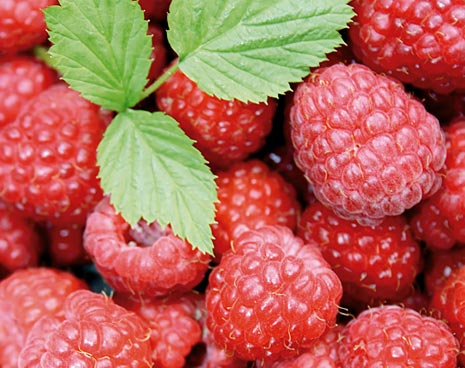 Himbeer Senf 100 ml süß fruchtig