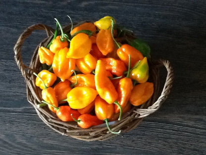 Chili Senf scharf - halbgrob 100 ml HammerMühle Bautzen