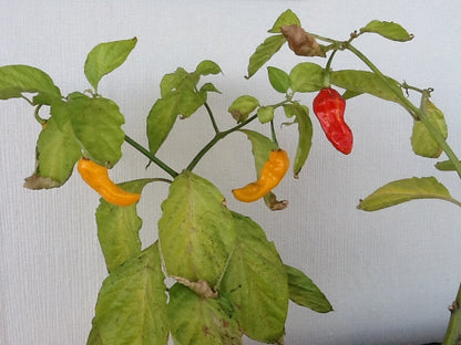 HOT  - scharfer  Jolokia Chili Senf 100 ml