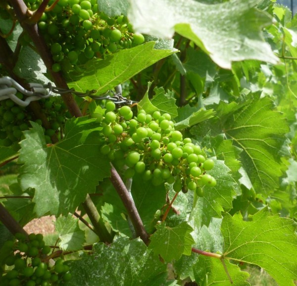 Riesling Senf fein-fruchtig 180ml