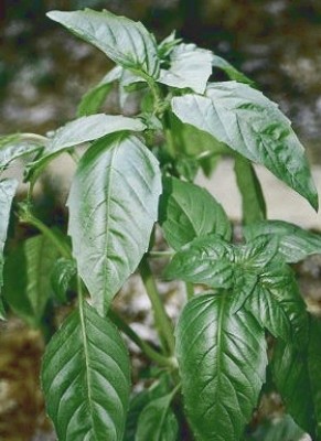 Basilikum Senf 100ml würzig leicht scharf