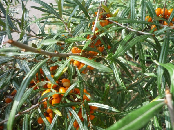 Sanddorn Meerrettich 100g Spreewald