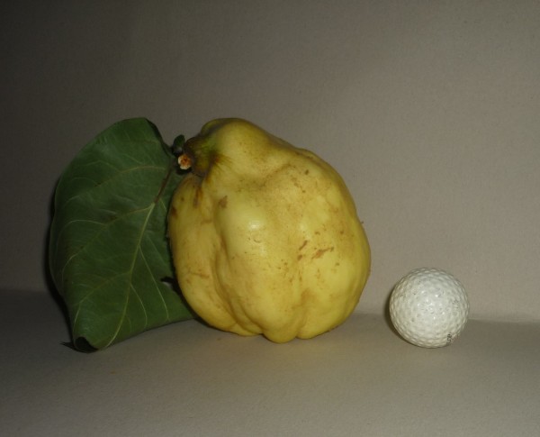 Quitten Spreewald Ganzkorn -Senf- 115ml - süß -