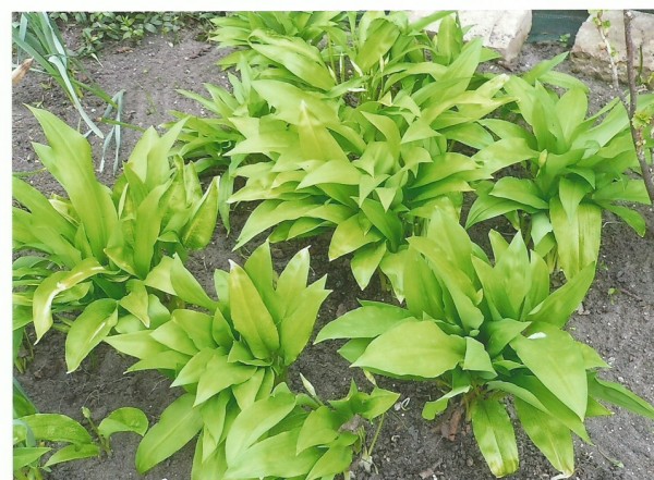 Bärlauch Senf 180ml intensiv kräftig würzig