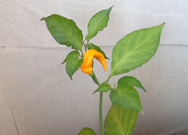 Chili Senf Carolina Reaper R.I.P Rest in Peace - sehr scharf