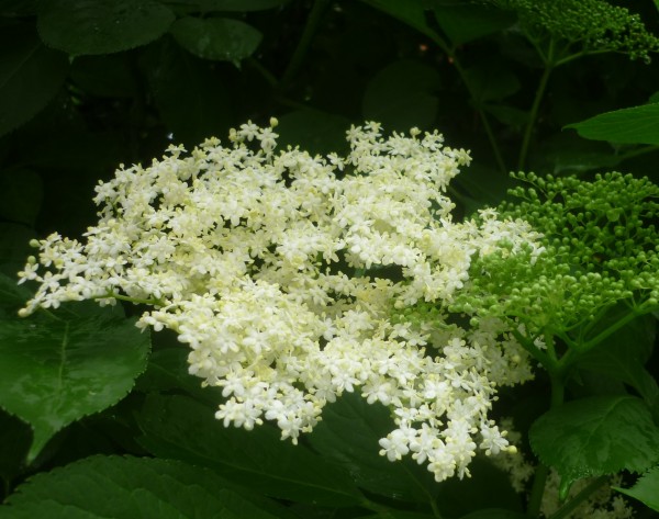 Holunder Blüten Senf , mittelscharf 190 ml
