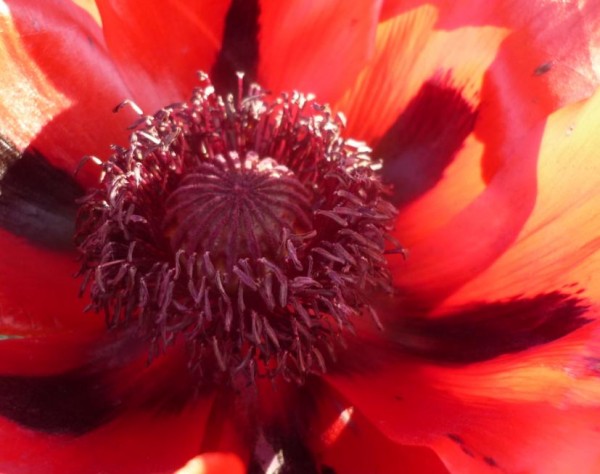 Honig Mohn Senf 100ml - Monschau montjoie