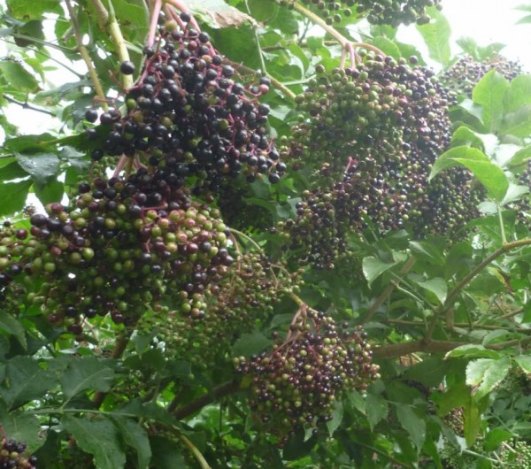 Chutney - Holunderbeeren 205ml