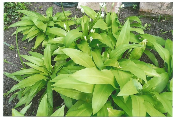 Bärlauch Senf 270ml Thüringen, steingemahlen rustikaler Tontopf