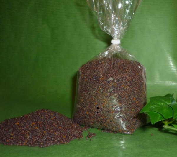 Senfsaat braune / gelbe Bio Senfkörner 1050g Thüringen