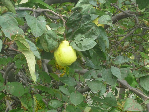 Quitten Spreewald Ganzkorn -Senf- 115ml - süß -