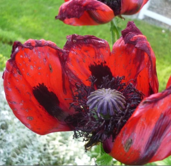 Mohn - Honig Senf 190ml